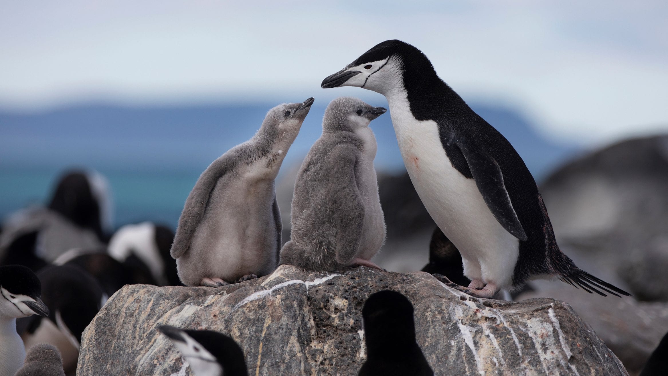 chinstrap penguins Greenpeace