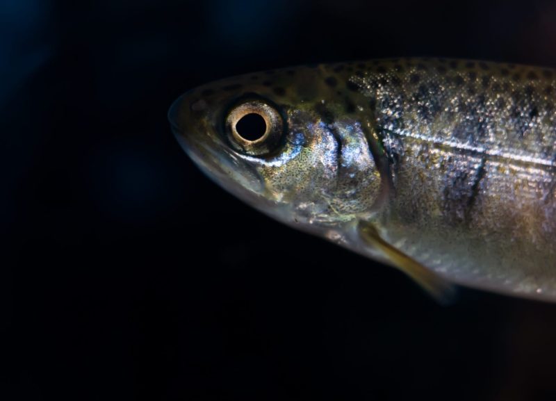 Chinook Salmon Salish Sea