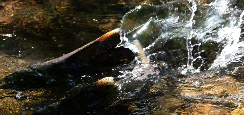 Chinook Salmon Salish Sea