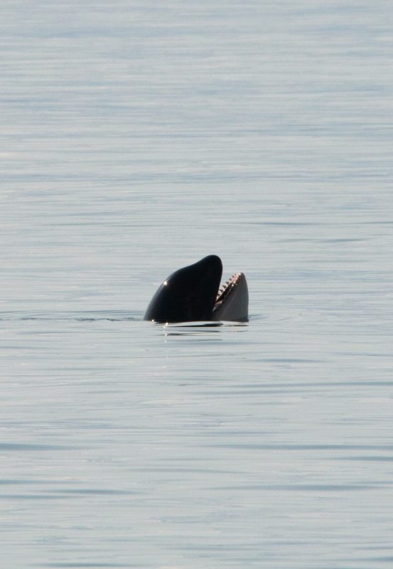 Southern Resident Killer Whales Salish Sea