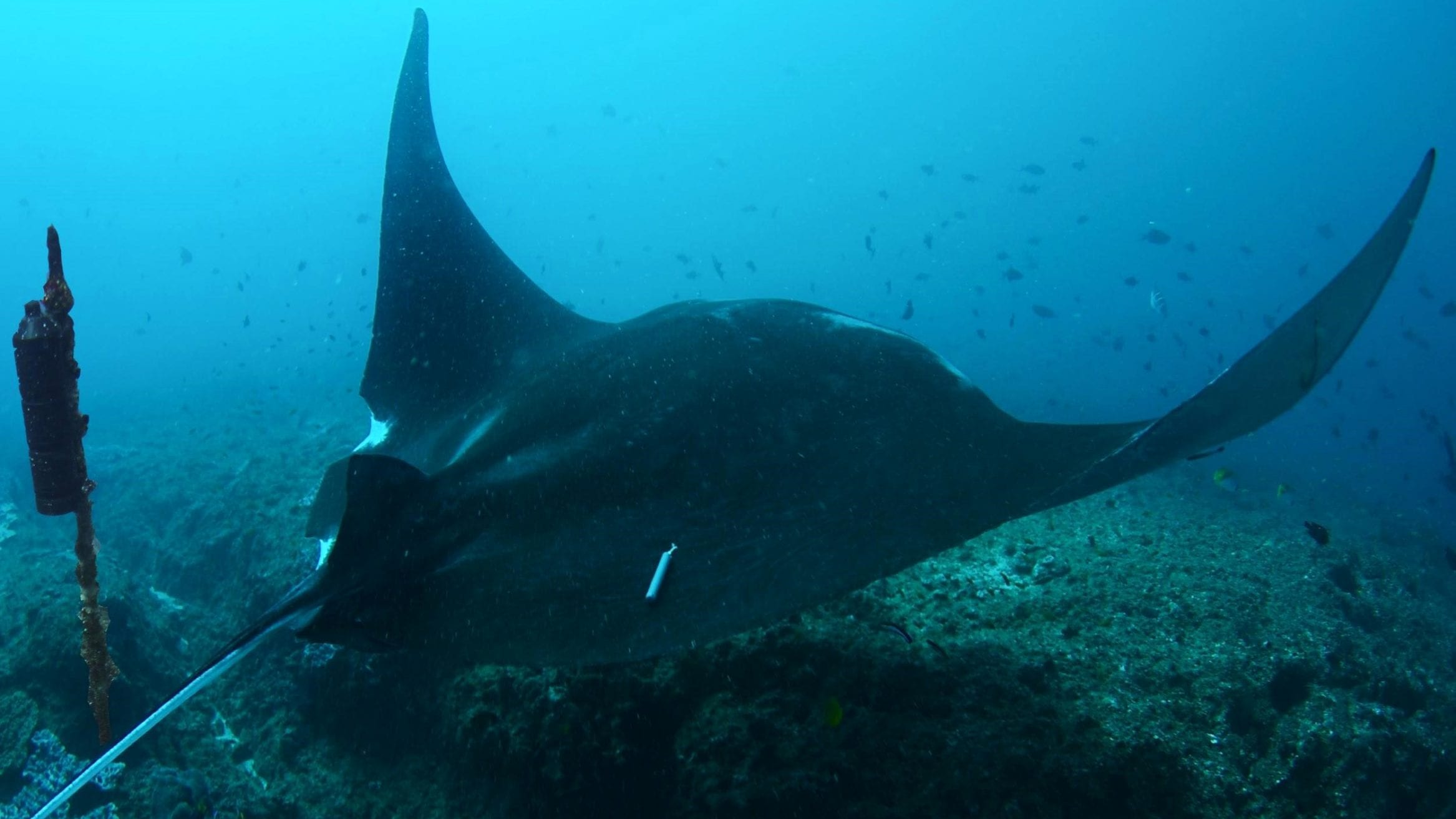 manta rays listening station