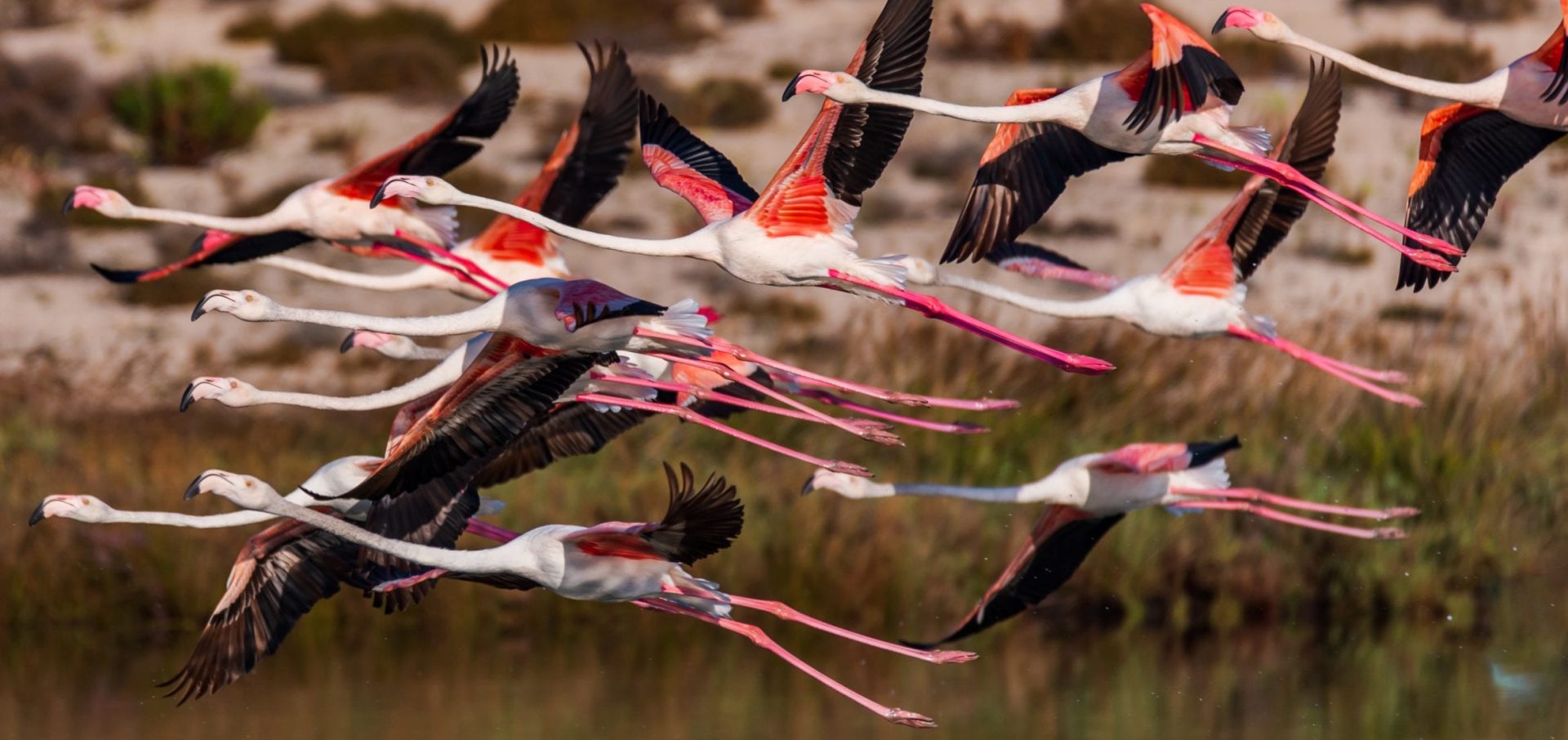 Lefkada Lagoon Flamingos Chris Stavrakas
