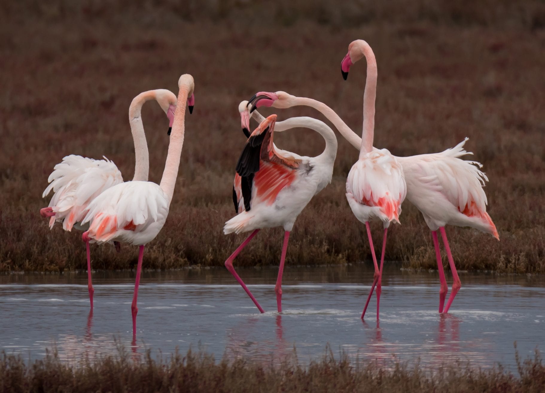 Lefkada Lagoon Flamingos Chris Stavrakas
