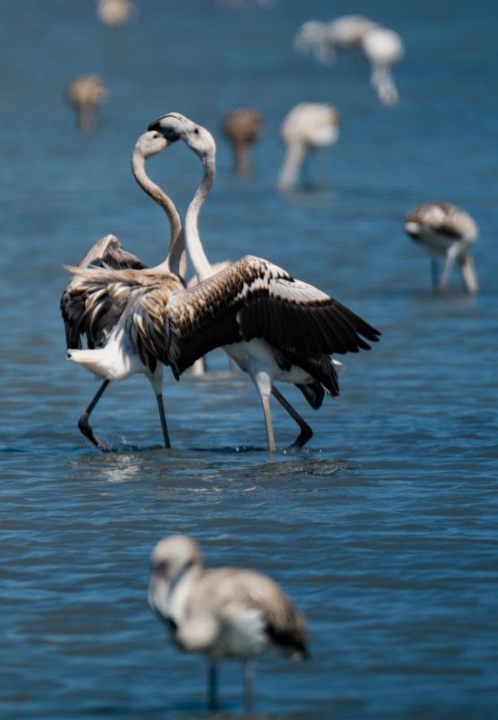 Lefkada Lagoon Flamingos young Chris Stavrakas