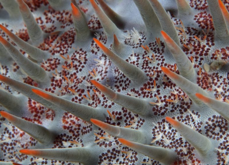 Crown of Thorns stock