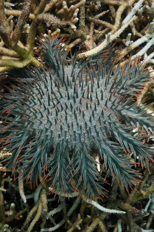 Crown of Thorns Kosrae