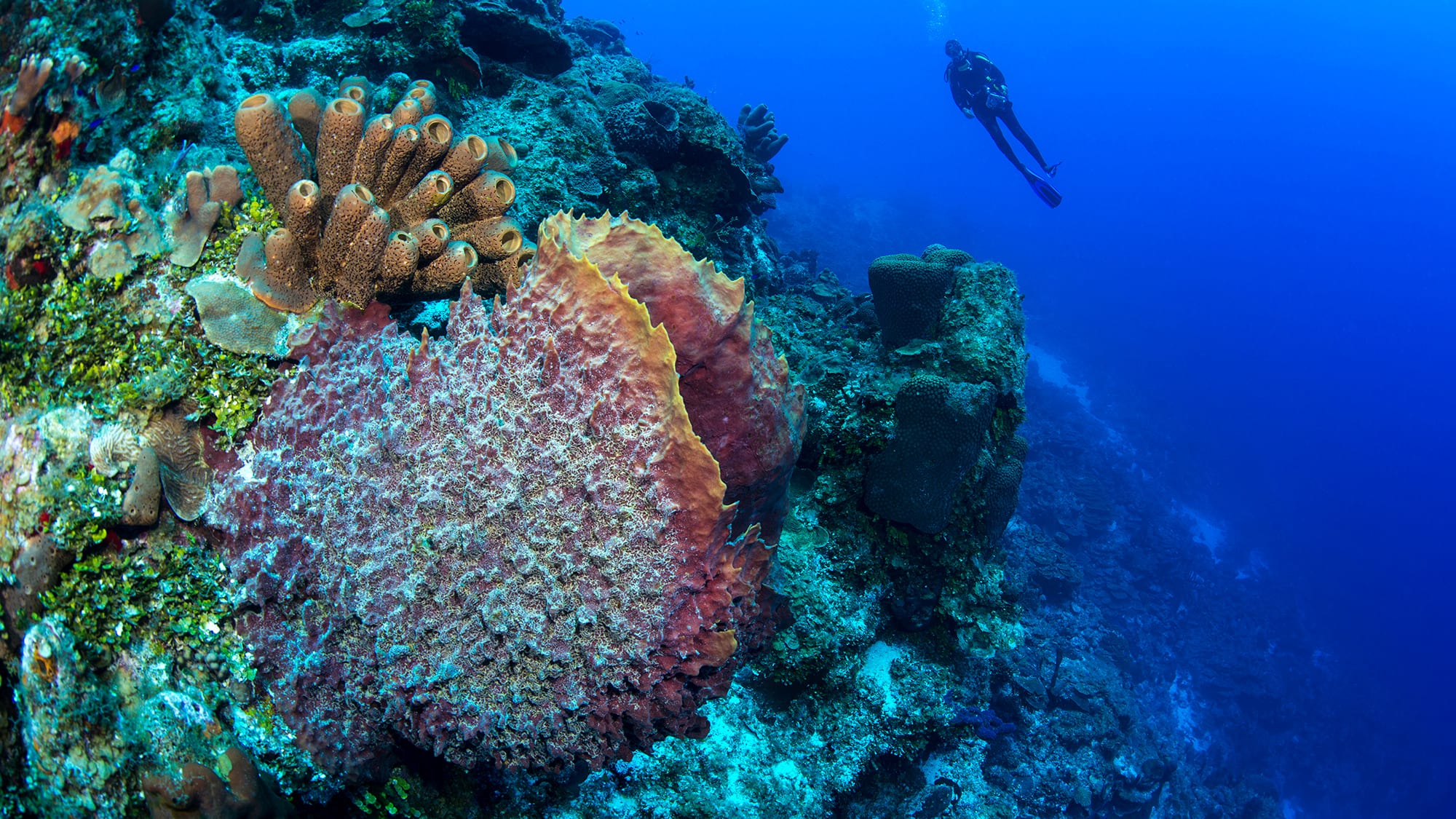 coral bleaching resilience turks and caicos