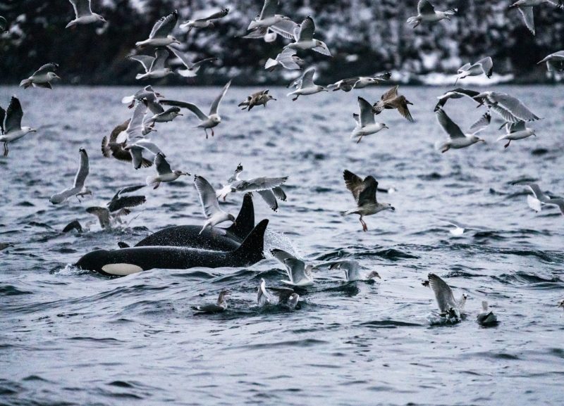 whale watching Norway Tromsø whales feeding