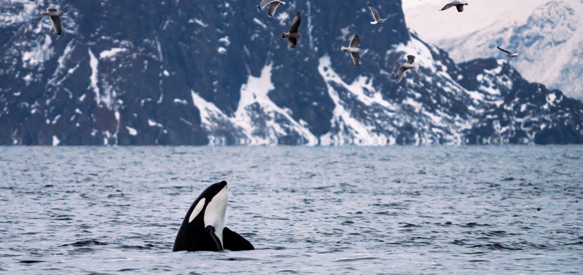 whale watching Norway Tromsø