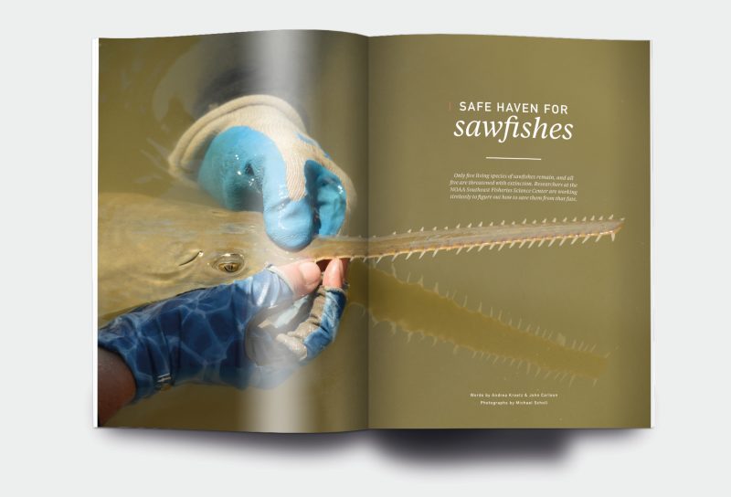 OM_website_ISSUE12_4