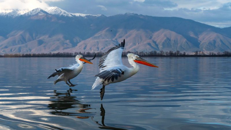 Dalmatian pelicans lake kerkini