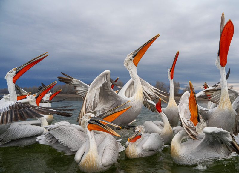 Dalmatian pelicans lake kerkini