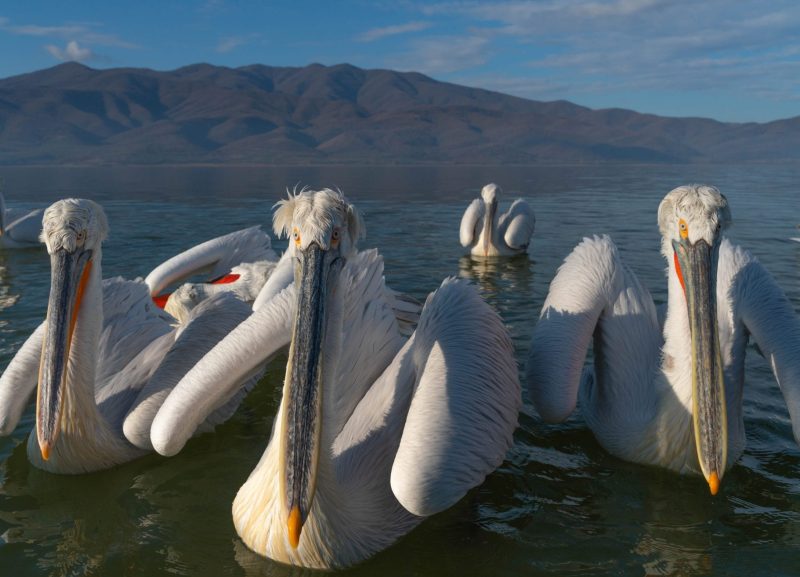 Dalmatian pelicans lake kerkini