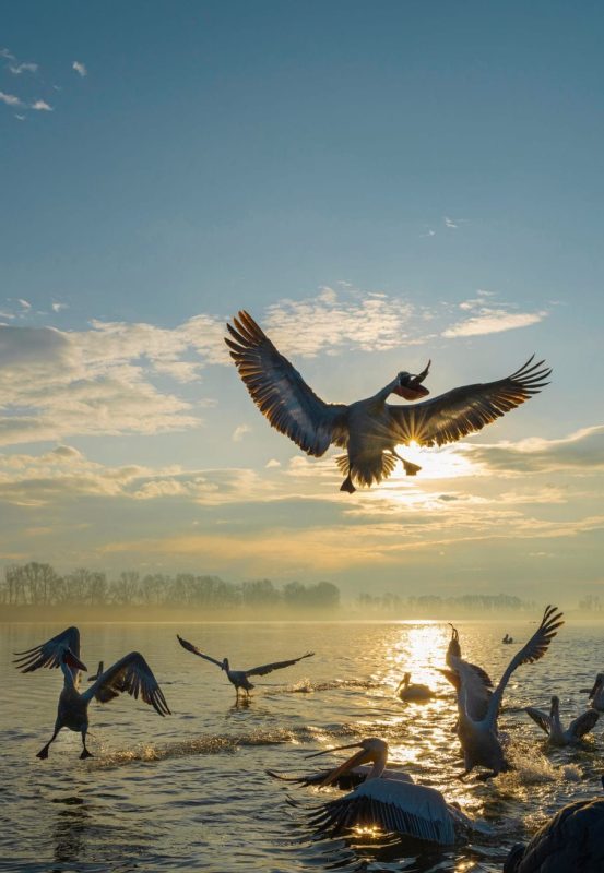 Dalmatian pelicans lake kerkini