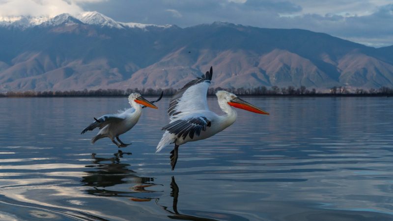 Dalmatian pelicans lake kerkini