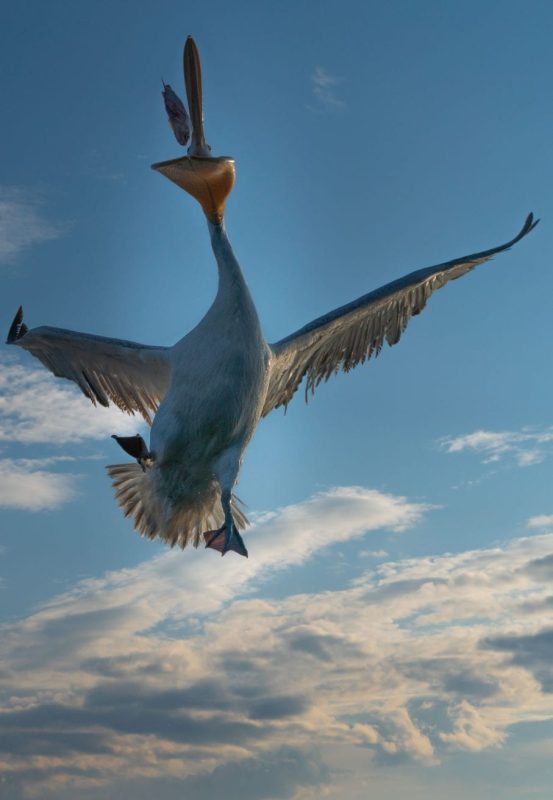 Dalmatian pelicans lake kerkini