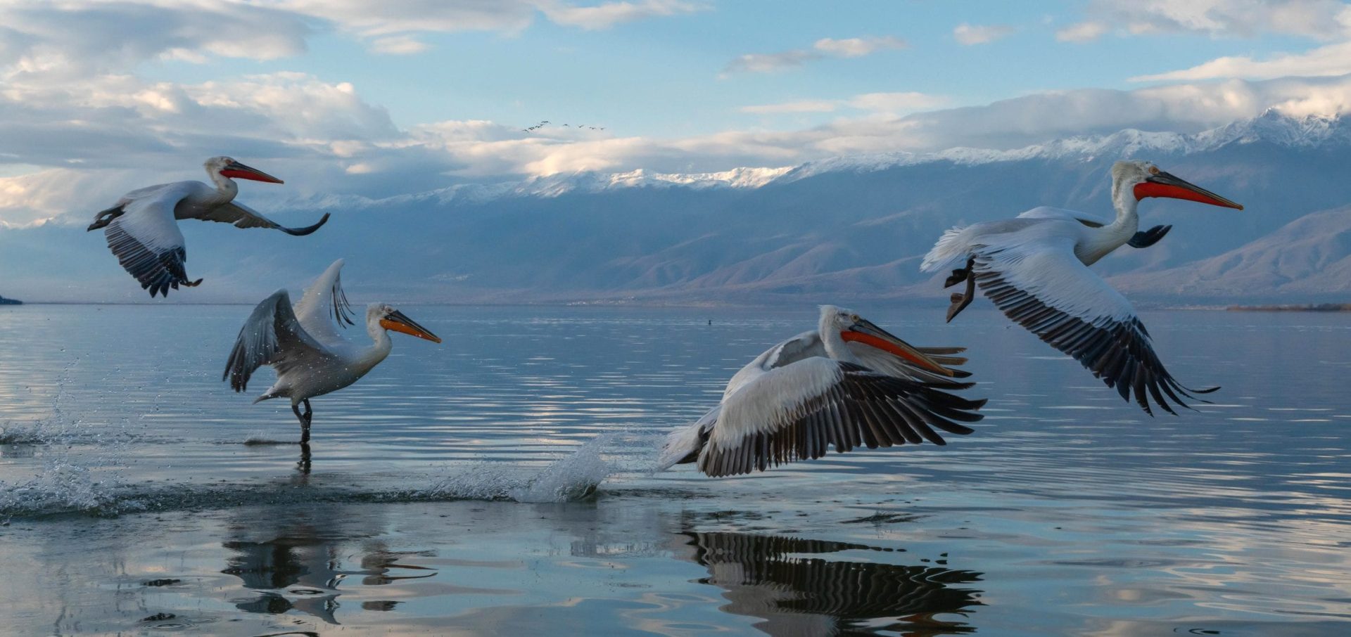 Dalmatian pelicans lake kerkini
