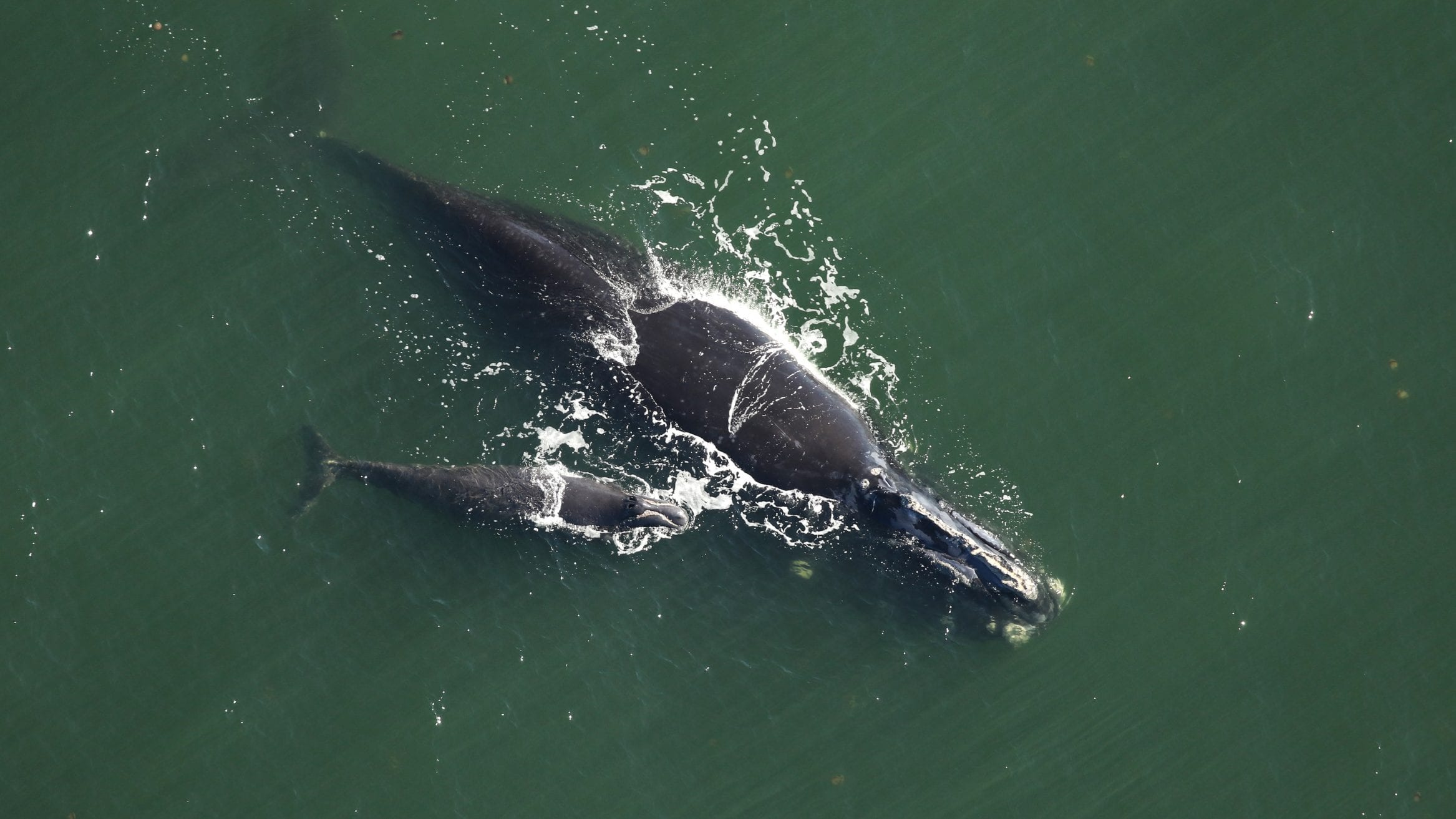 North Atlantic Right Whales vs Southern counterparts WHOI Florida