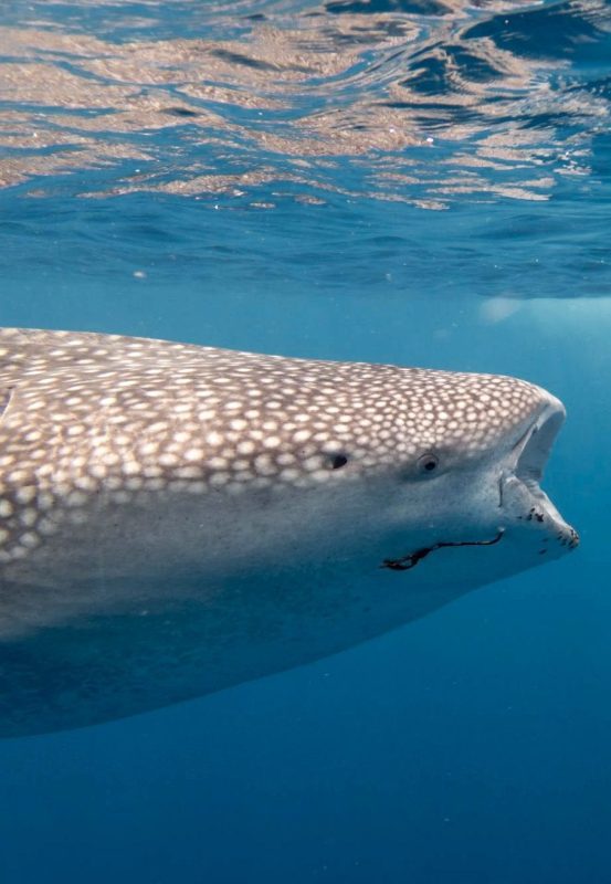 Maldives Whale Shark Research Programme