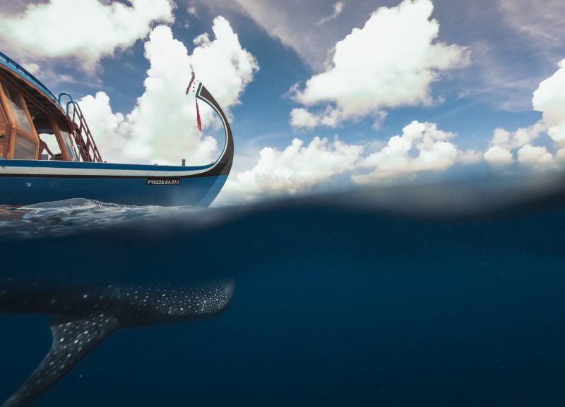 Maldives Whale Shark Research Programme