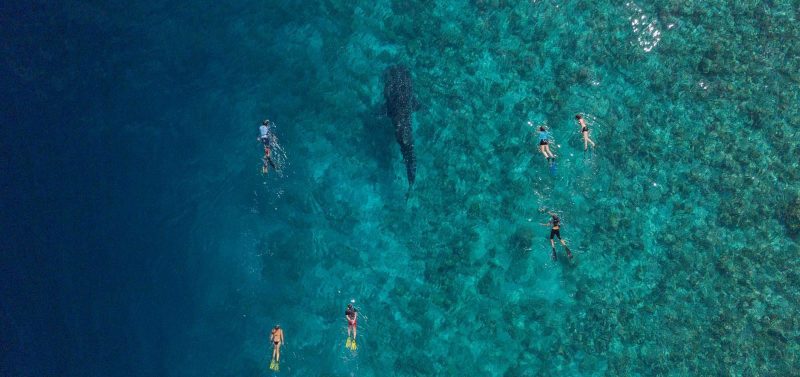 Maldives Whale Shark Research Programme