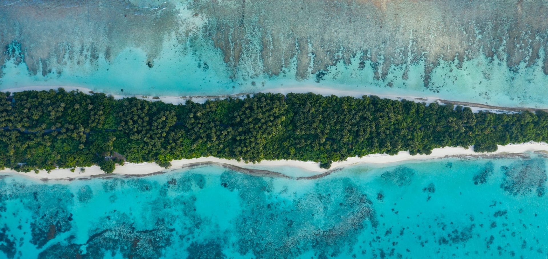 Maldives Whale Shark Research Programme