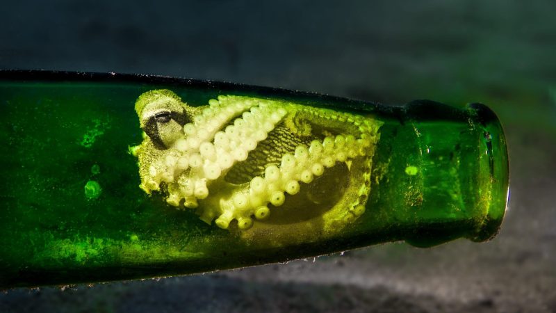 underwater photography simon lorenz