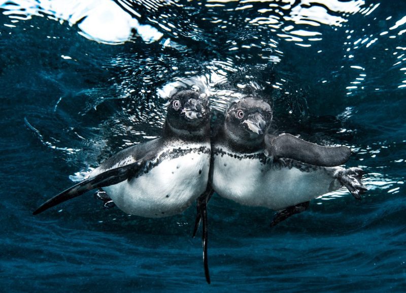 underwater photography Simon Lorenz Galapagos