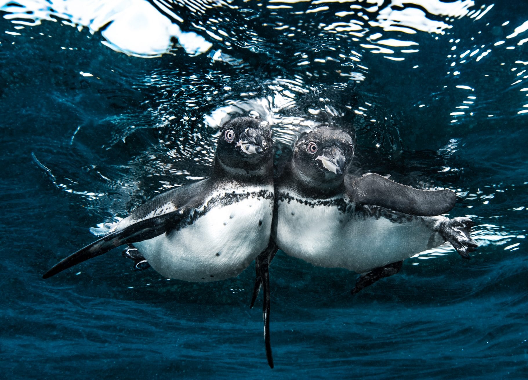 underwater photography Simon Lorenz Galapagos