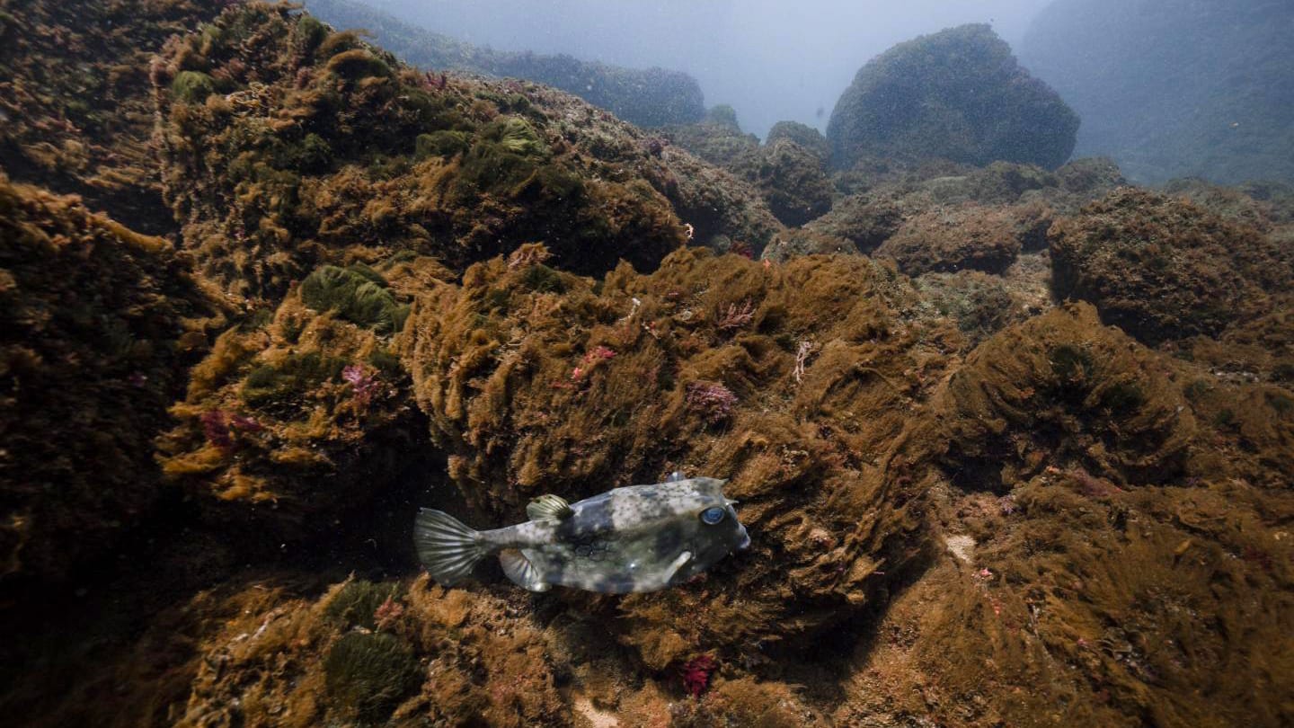 carbon dioxide impact fish diversity