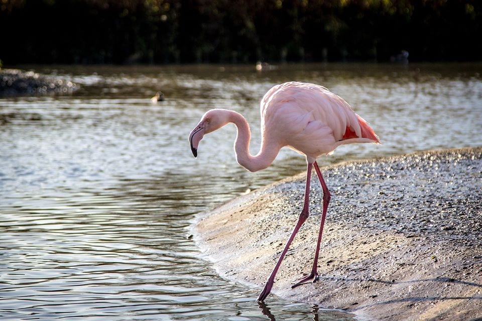 flamingos study Exeter Slimbridge