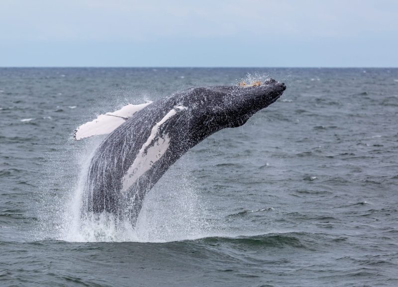 Marine mammals gotham whale artie raslich