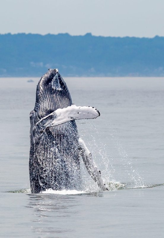 Marine mammals gotham whale artie raslich