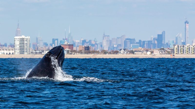 Marine mammals gotham whale artie raslich