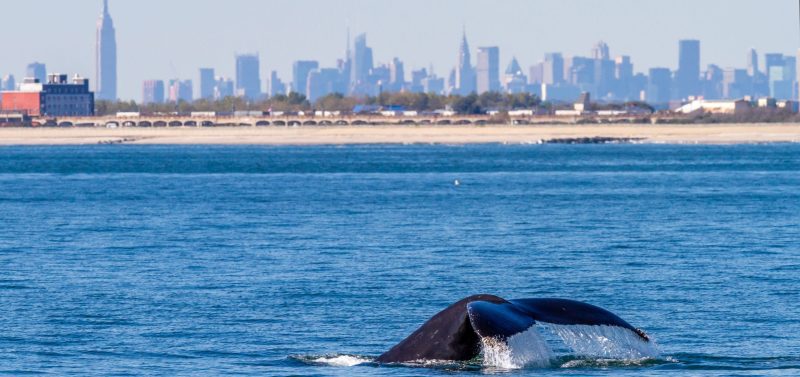 Marine mammals gotham whale artie raslich
