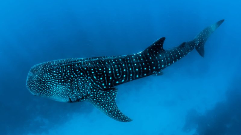 whale shark