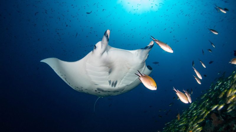manta ray Bali