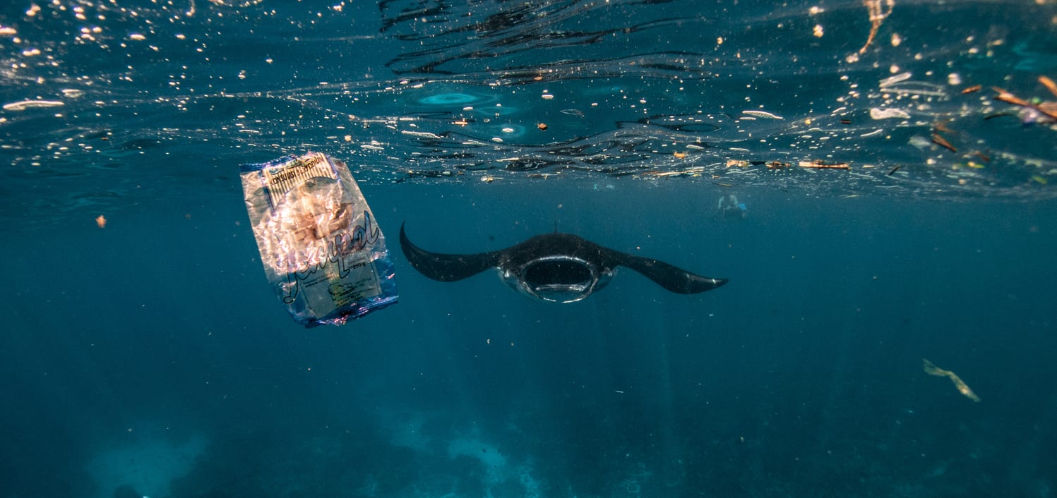 manta ray Bali ocean plastic