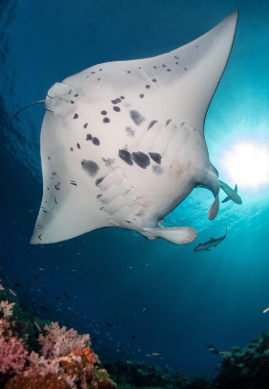manta ray Bali photo-ID