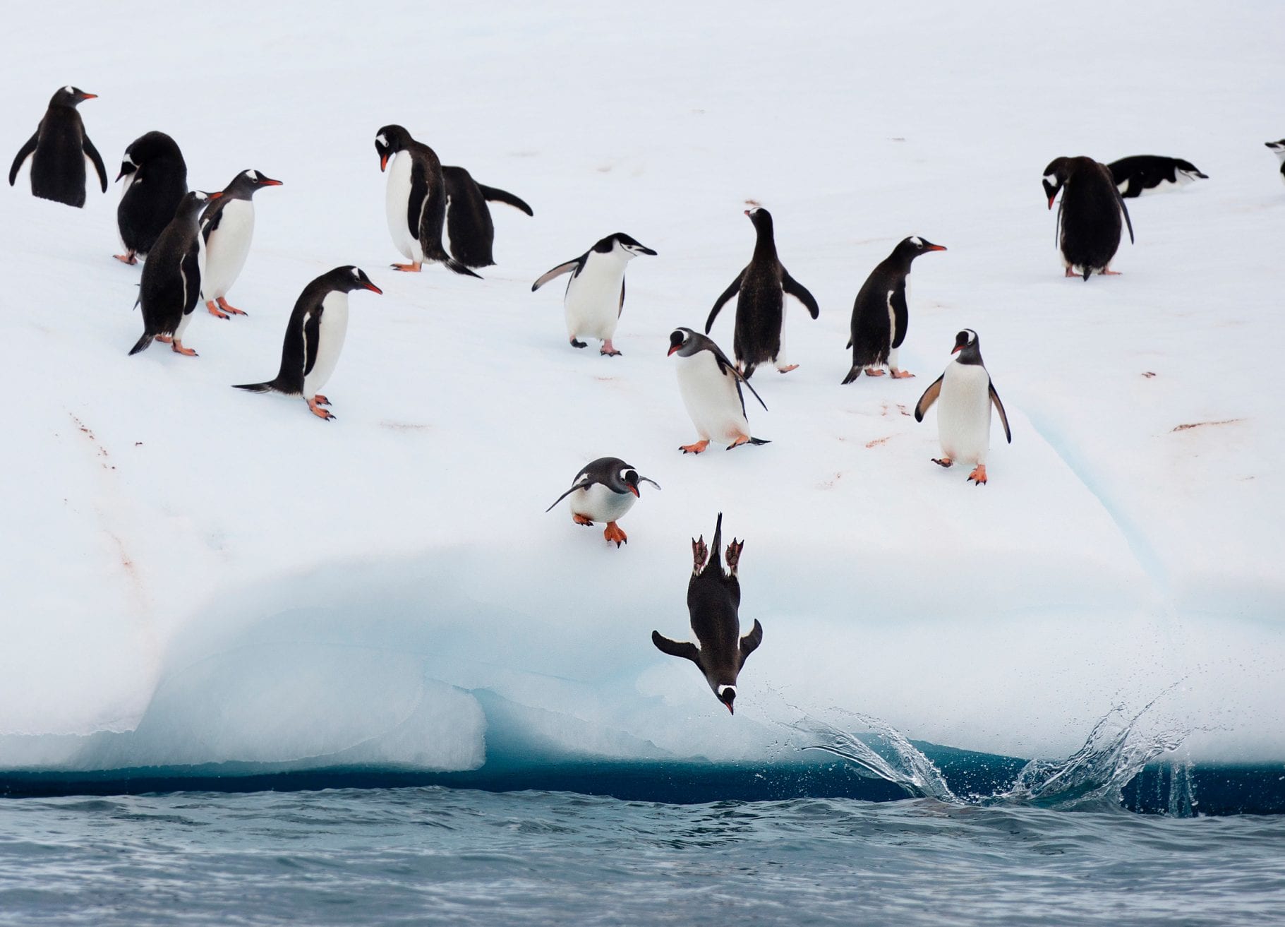 Greenpeace Pole to Pole Penguins Antarctica penguin dive
