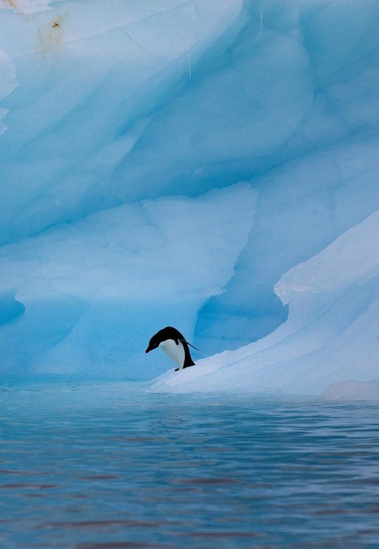 Greenpeace Pole to Pole Penguins Antarctica Adélie penguin