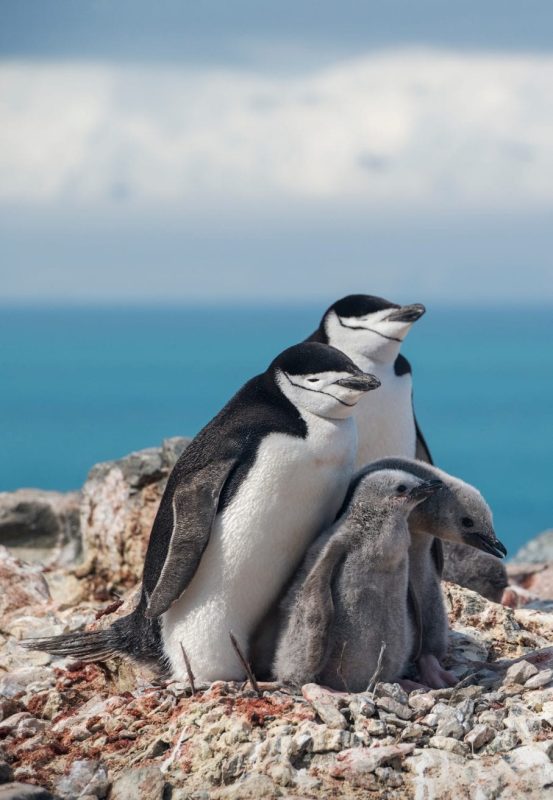 Greenpeace Pole to Pole Penguins Antarctica chinstrap chick
