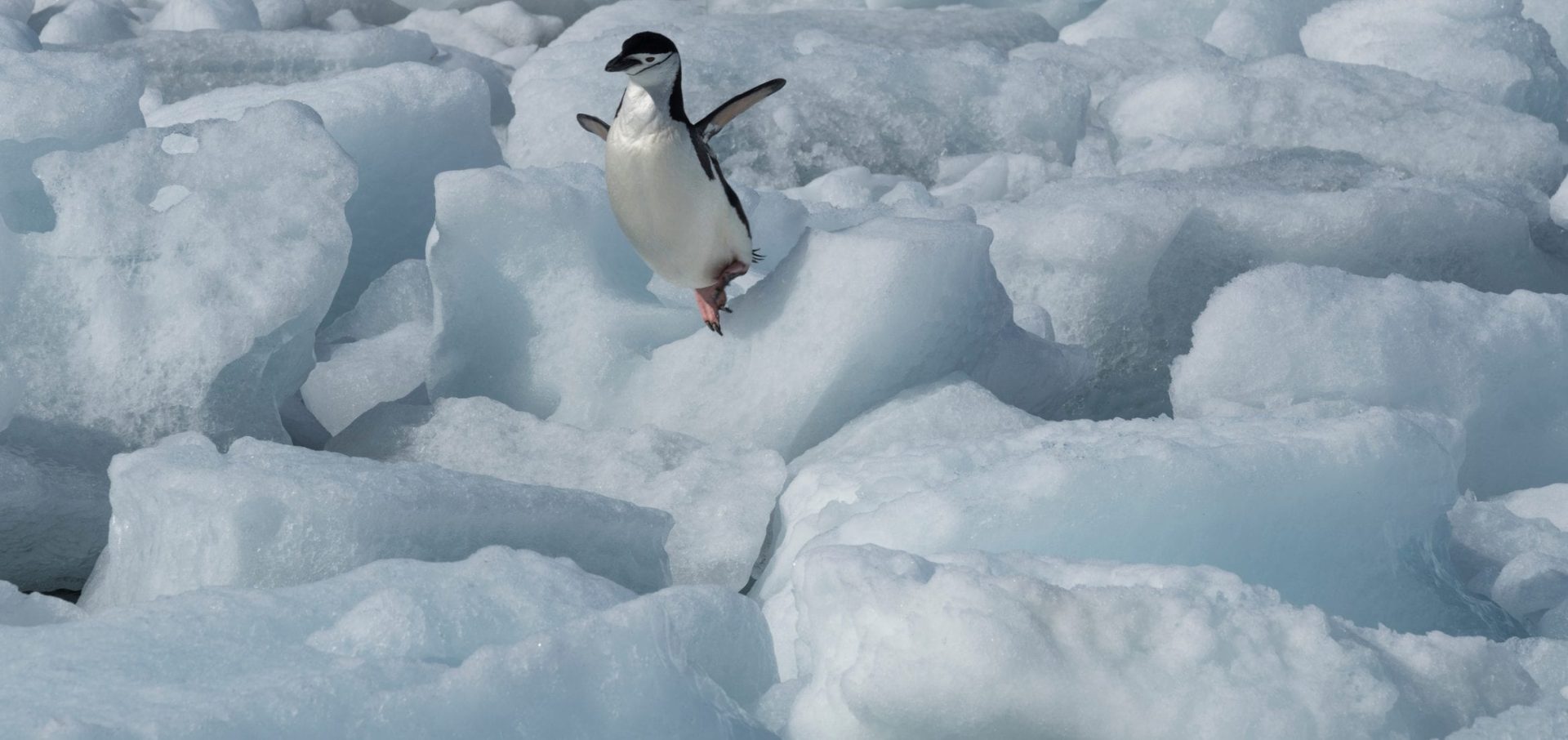 Greenpeace Pole to Pole Penguins Antarctica chinstrap ice jump