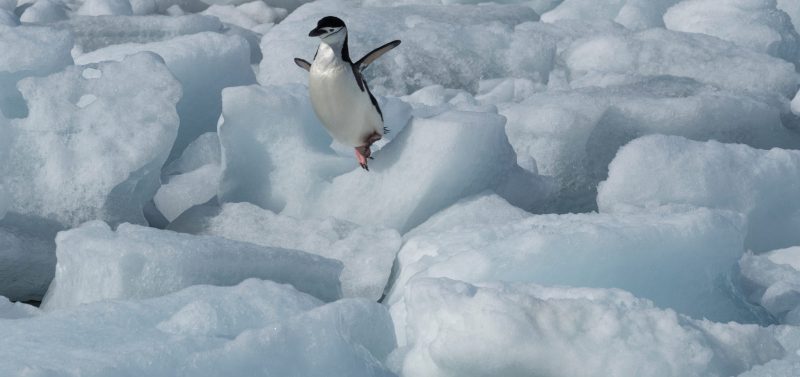 Greenpeace Pole to Pole Penguins Antarctica chinstrap ice jump