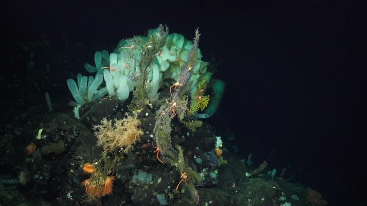 climate velocity deep ocean