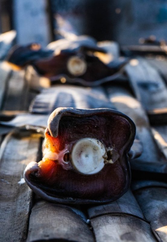 Project Hiu Shark Girl Madison shark-finning