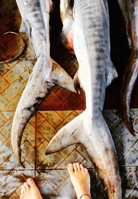 Project Hiu Shark Girl Madison conservation