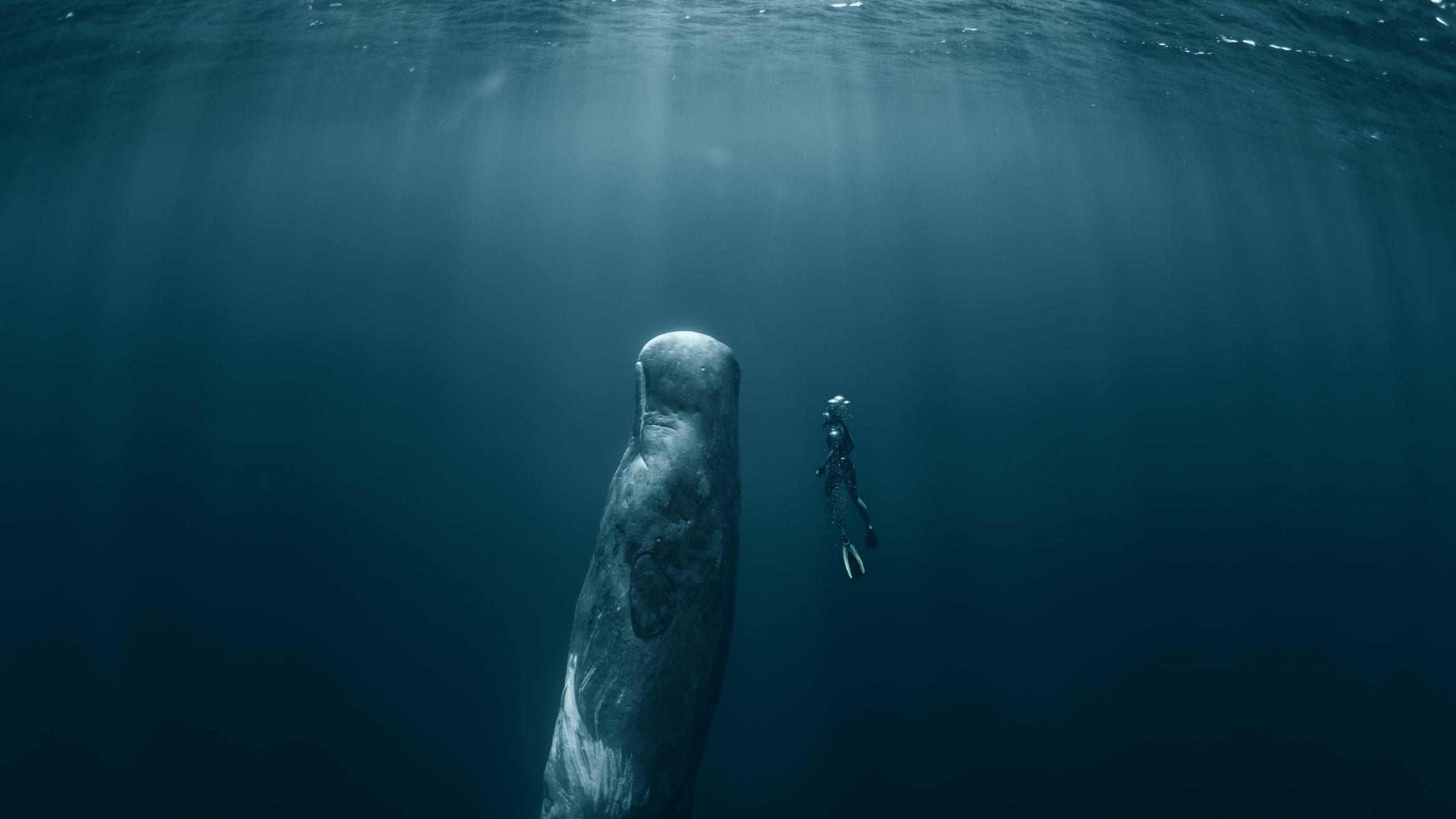 deep-sea mining Pacific Ocean