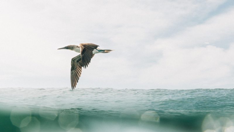 Finisterre Natural History Museum seabird