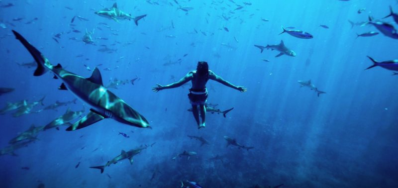Titouan Bernicot Coral Gardeners sharks